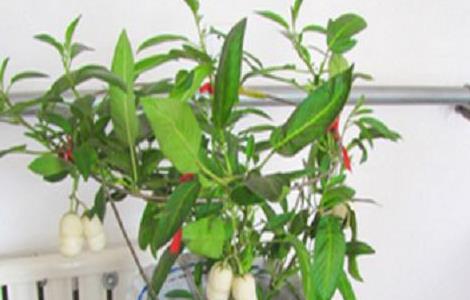 盆栽人参果养殖方法 盆栽人参果养殖方法和技术