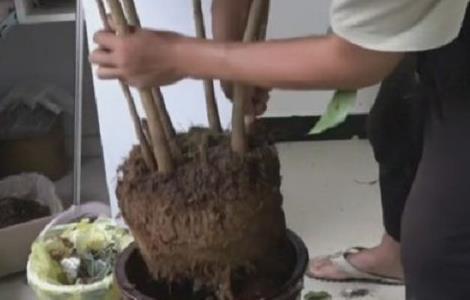 幸福树换盆注意事项 幸福树换盆注意事项和要求