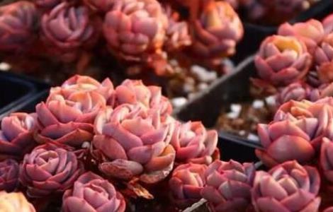 大叶秀妍长徒了怎么办(小叶秀妍变大叶了)