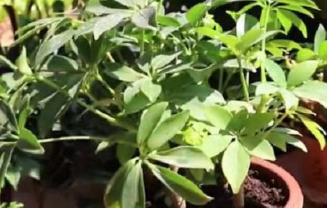 鹅掌木老掉叶子怎么办 鹅掌木老掉叶子怎么办视频