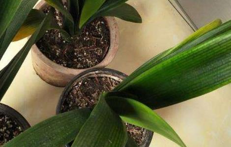 君子兰叶心发黑怎么治 君子兰叶心发黑怎么治好