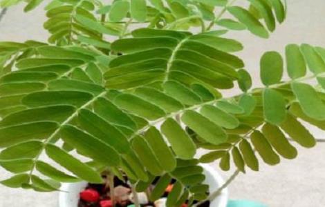 酸角树北方能生长吗 酸角树的种植要求