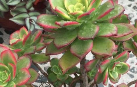 艳日辉掉叶子怎样处理（艳日辉的叶子一碰就掉怎么了）