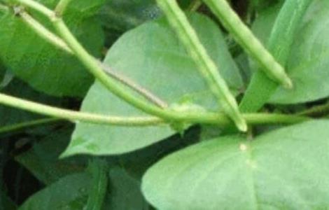 绿豆水培小盆栽养法 绿豆怎么水种小盆栽