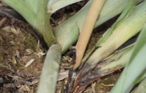 吊兰烂根，是怎么原因 吊兰老是烂根怎么回事