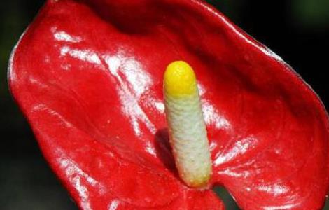 红掌有毒吗，红掌适合在室内养吗 红掌有毒吗 适合在室内养吗