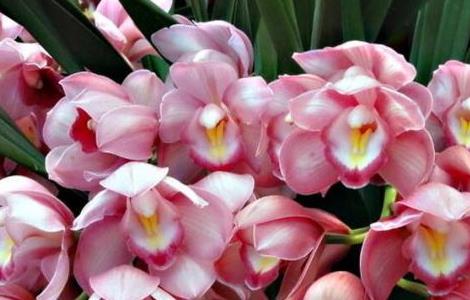 大花蕙兰花后怎么养护 大花蕙兰开花期间怎么养护