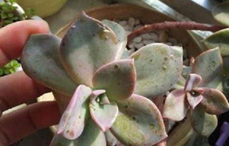 初恋叶片长斑点怎么办（初恋掉叶子）