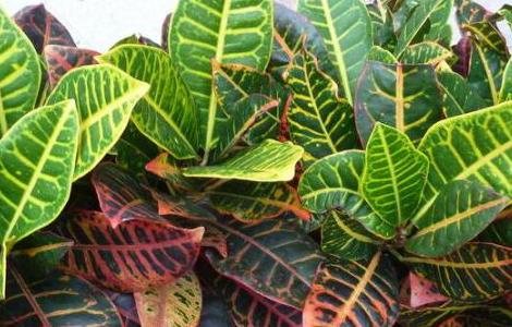 变叶木怎么浇水 变叶木怎么浇水视频