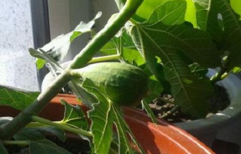 盆栽无花果掉果怎么办 盆栽无花果掉叶子怎么办?