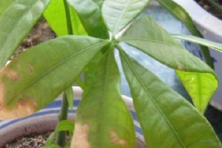 发财树叶子发黄怎么处理怎么补救（金钱树叶子发黄怎么处理怎么补救）