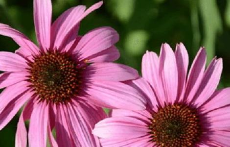 紫松果菊的病虫害防治（紫松果菊幼苗图片）