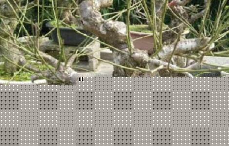 梅花花苞期间施肥吗 梅花在开花期间能施肥吗