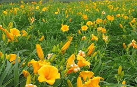 萱草怎么养 萱草怎么养殖方法