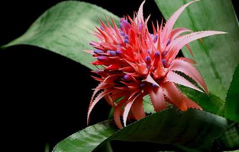 鸿运当头怎么养才开花(鸿运当头怎么养才会开花)