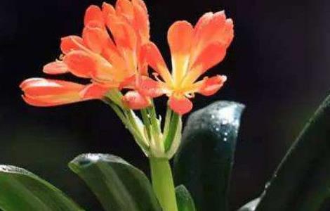 君子兰花夹在中间长不出来怎么办(君子兰夹箭怎么处理)
