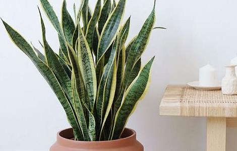 虎皮兰冬天怎么浇水 金边虎皮兰冬天怎么浇水