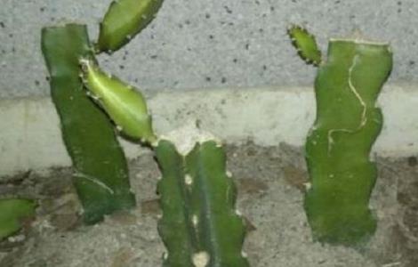 火龙果为什么只长侧芽不长高 火龙果为什么只长侧枝不结果