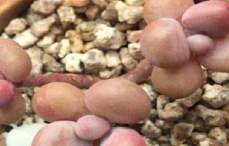 多肉桃蛋如何快速成长 多肉桃蛋如何快速成长