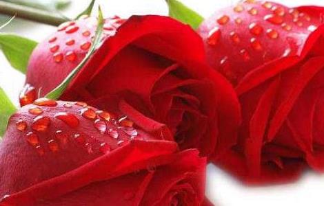 玫瑰支数代表的意思 1一100朵玫瑰花代表什么意思