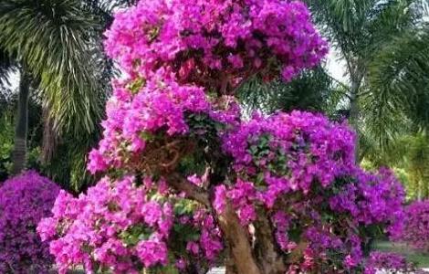 怎样欣赏盆景的美(怎么欣赏盆景)