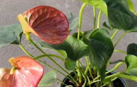家里养红掌好吗（家里养红掌的禁忌）