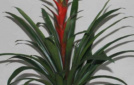 鸿运当头老株发几次芽(鸿运当头母株发几次芽)