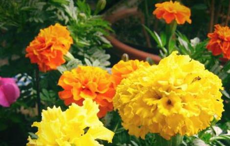 万寿菊怎么繁殖 万寿菊怎么繁殖视频