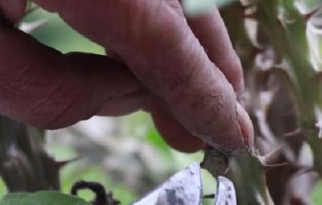 冬天虎刺梅烂叶干边怎么办(虎刺梅叶子干了怎么办)