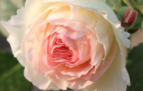 月季花夏季修剪方法 月季花夏季修剪方法图解