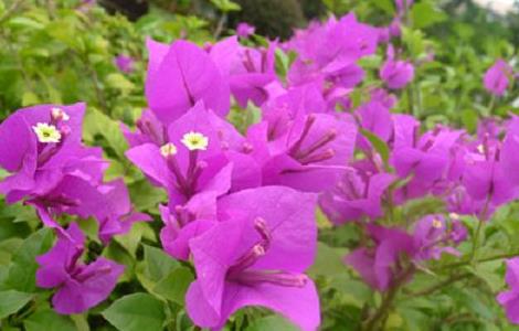 三角梅花谢后该怎么管理(三角梅花谢以后怎样管理)