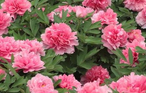 牡丹花在夏季会不会发芽(牡丹花在夏季会不会发芽呢)