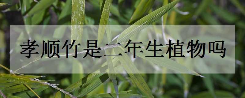 孝顺竹是二年生植物吗（孝顺竹是二年生植物吗图片）