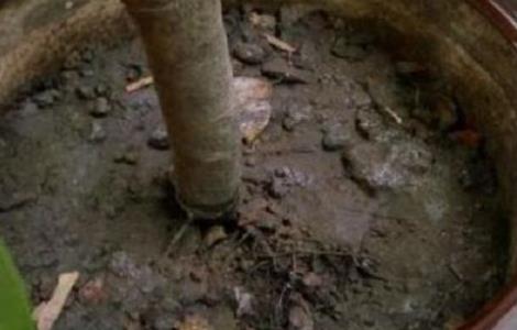 平安树移盆后缓苗几天 平安树移盆后缓苗几天浇水