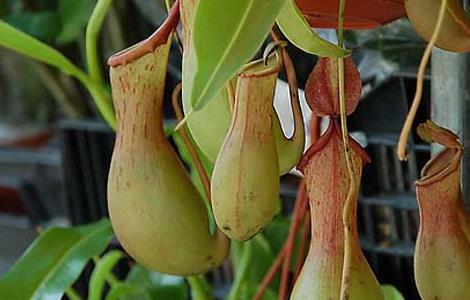 猪笼草怎么养最好（猪笼猪笼草怎么养）