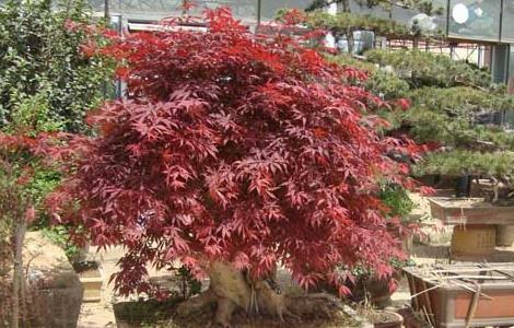 枫树盆景养殖方法（枫树盆景怎么养）