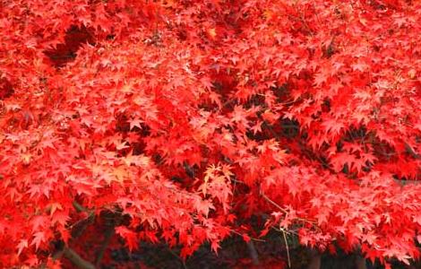 红枫树种植方法 红枫树种植方法视频