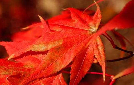 枫树什么时候落叶(枫树什么时候落叶子)