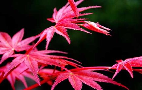 红枫树的繁殖方法（红枫树的繁殖方法视频）