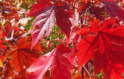 红枫种子怎么种 红枫种子怎么种入花盆