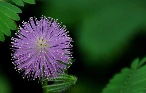 含羞草的花语和传说 含羞草花语及传说