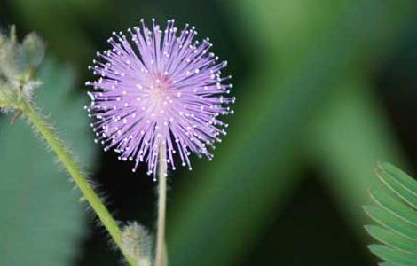 含羞草的特点是什么