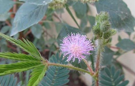 含羞草的养殖方法（含羞草的养殖方法怎么养）