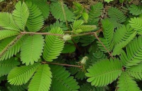 含羞草的资料有哪些 关于含羞草的资料有哪些