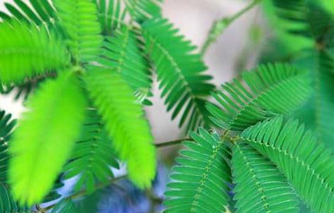 含羞草会开花吗(含羞草会开花吗?)