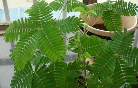 含羞草怎么繁殖 含羞草的生长环境