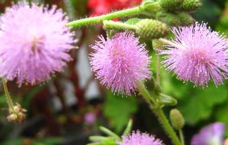 含羞草怎么繁殖