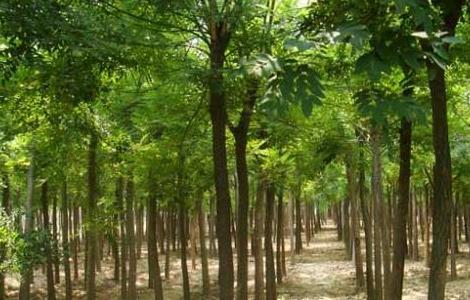 国槐的种植技术 国槐的种植技术视频