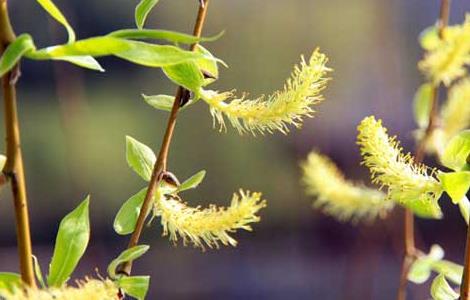 柳树什么时候开花 路边最10种最常见的树