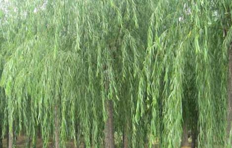 柳树的种植技术（柳树种植技术要点）